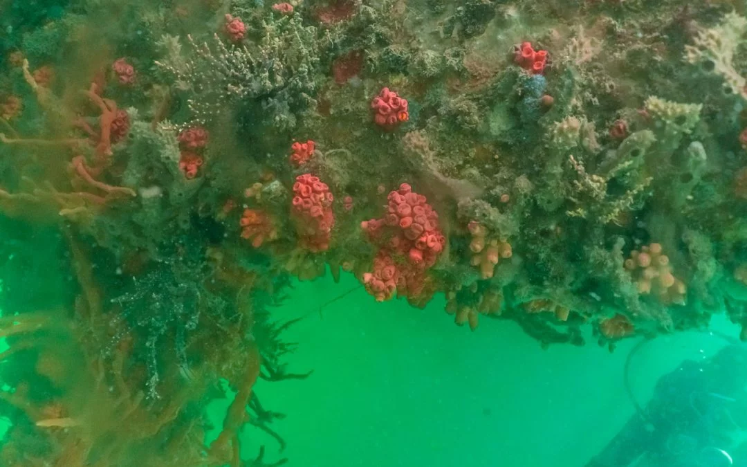 Coral-sol na marina de Itaparica